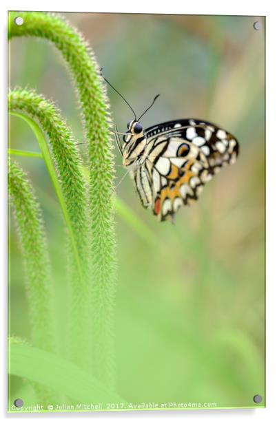 Butterfly Acrylic by Julian Mitchell