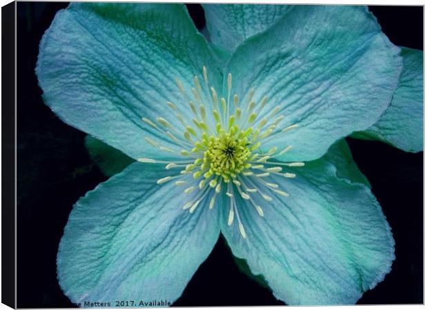 Clematis Art Canvas Print by Jane Metters