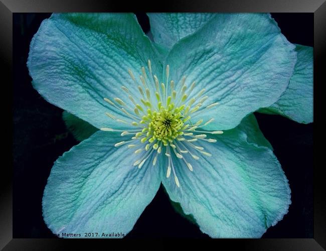 Clematis Art Framed Print by Jane Metters