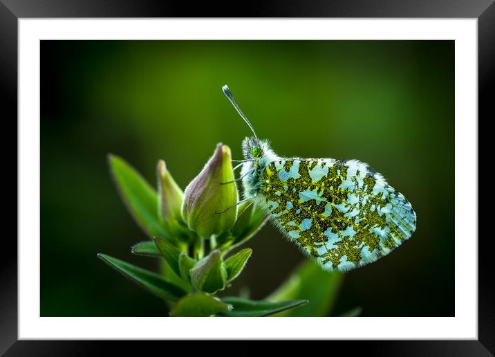 Orange Tip Framed Mounted Print by Philip Male