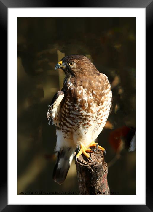 Juvenile Bird Of Prey Framed Mounted Print by Christiane Schulze