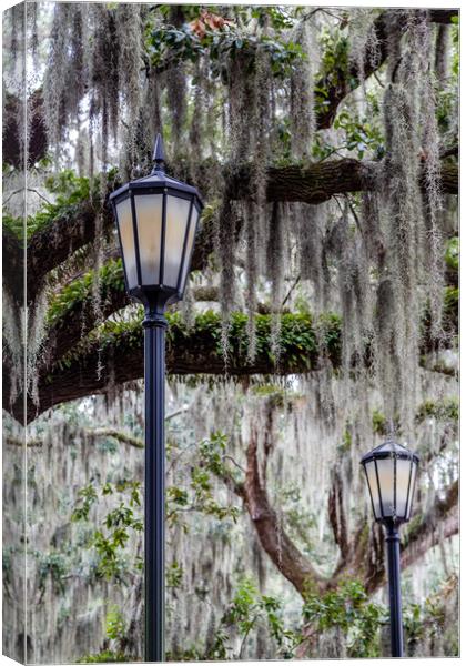 Two Lamps and Spanish Moss Canvas Print by Darryl Brooks