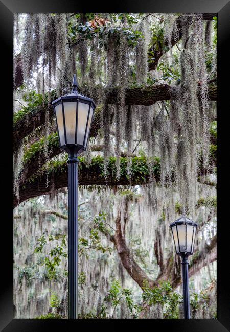 Two Lamps and Spanish Moss Framed Print by Darryl Brooks