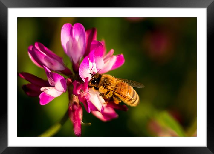 flower and bee Framed Mounted Print by Ambir Tolang