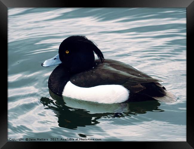 Tufted Duck Framed Print by Jane Metters