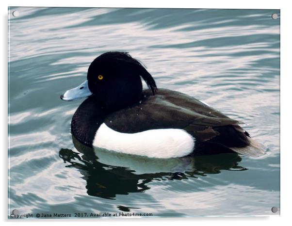 Tufted Duck Acrylic by Jane Metters