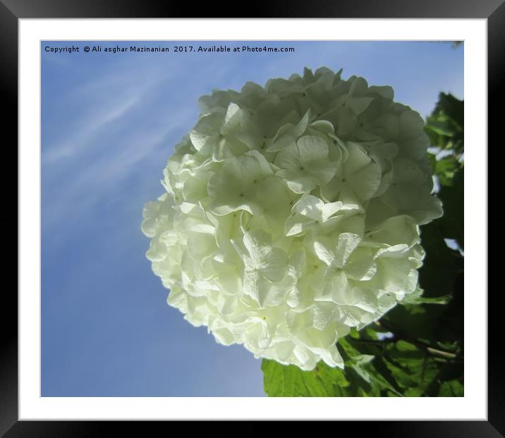 A nice white flower, Framed Mounted Print by Ali asghar Mazinanian