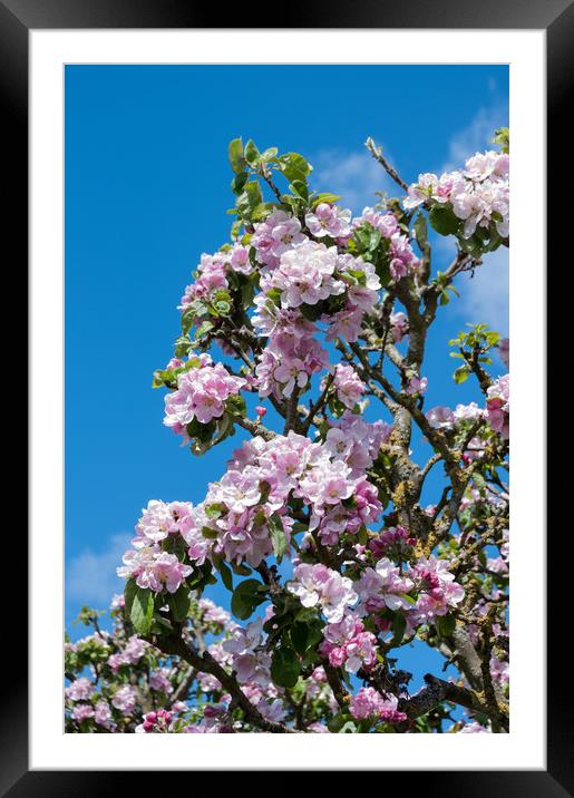 Apple blossom in April Framed Mounted Print by Linda Cooke