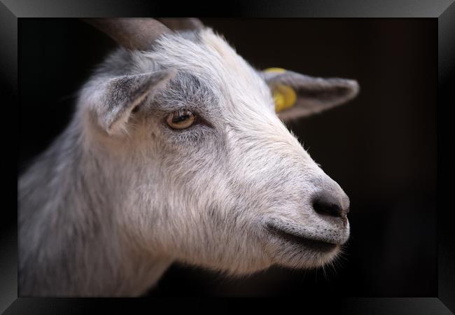 Zoo Goat Portrait Framed Print by Michael Goyberg