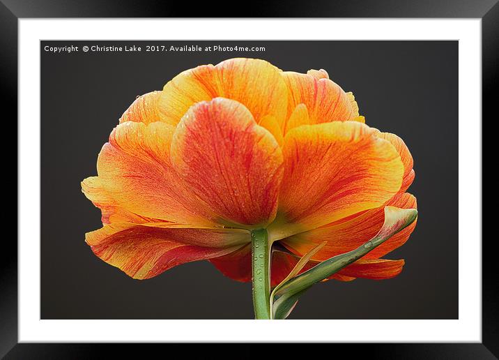 Aflame Framed Mounted Print by Christine Lake