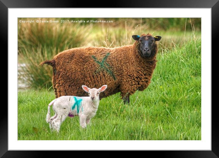 X Rated Sheep Framed Mounted Print by Jamie Green
