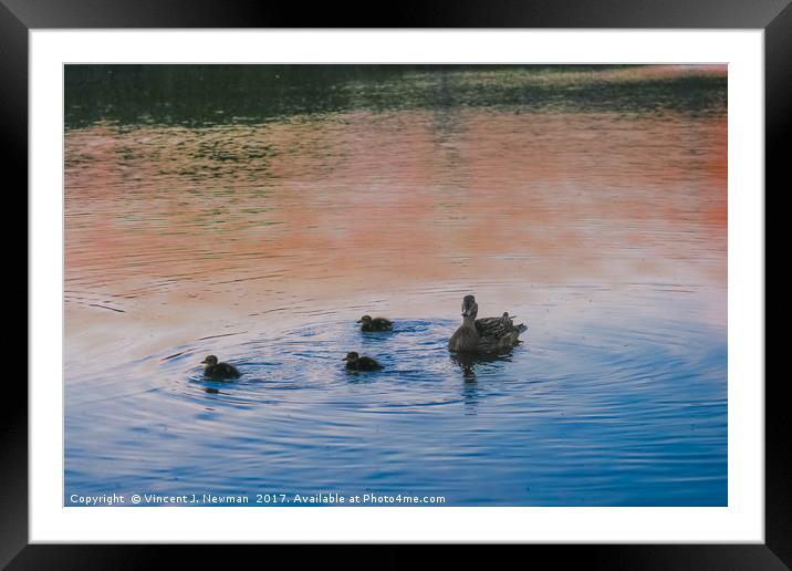 Family of Ducks at Sunset Framed Mounted Print by Vincent J. Newman