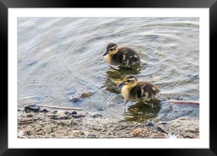 Cute Baby Ducklings Framed Mounted Print by Vincent J. Newman