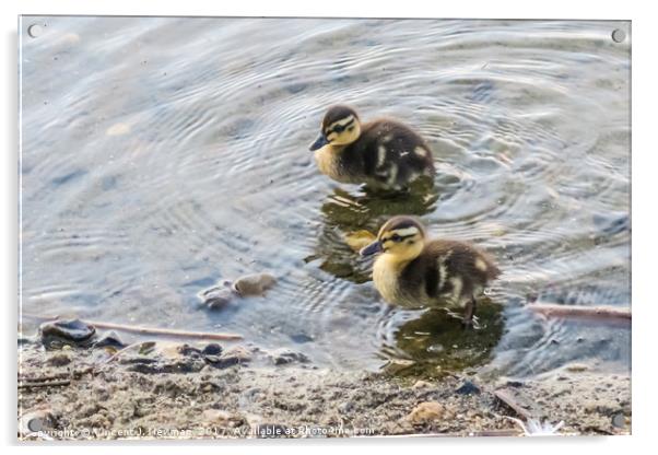 Cute Baby Ducklings Acrylic by Vincent J. Newman