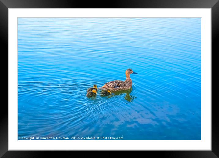 Family of Ducks at Sunset Framed Mounted Print by Vincent J. Newman