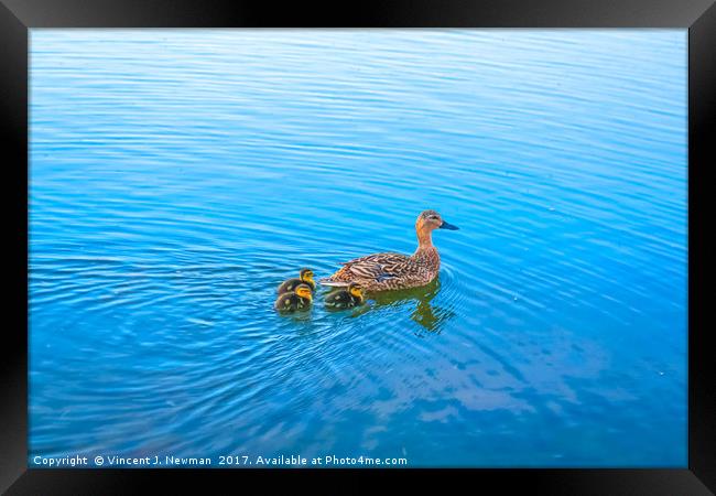 Family of Ducks at Sunset Framed Print by Vincent J. Newman