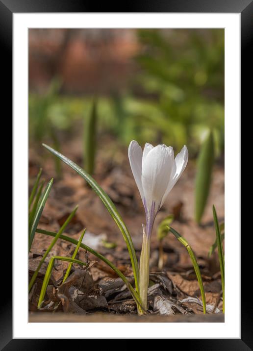 Spring flowers Framed Mounted Print by Michael Goyberg