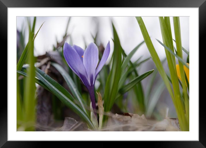 Spring flower Framed Mounted Print by Michael Goyberg