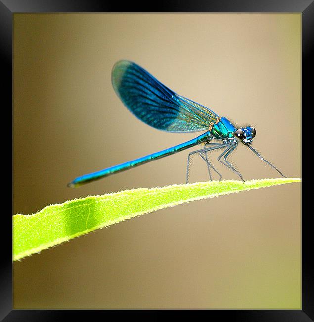 Blue Banded Damselfly Framed Print by Andrew Bradshaw