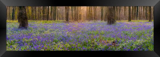 In Amongst The Bluebells Framed Print by Kevin Browne