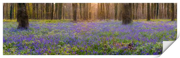 In Amongst The Bluebells Print by Kevin Browne