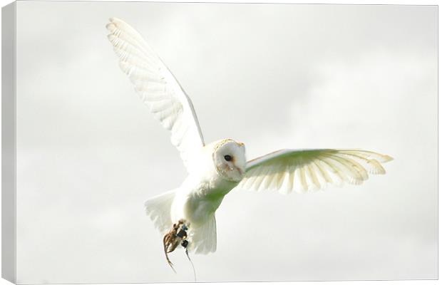 Barn Owl on the hunt Canvas Print by Peter Clark