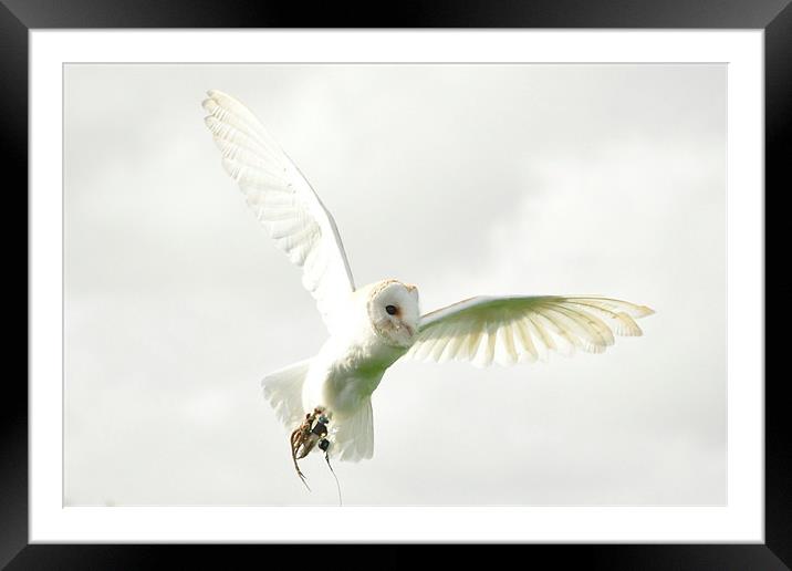 Barn Owl on the hunt Framed Mounted Print by Peter Clark