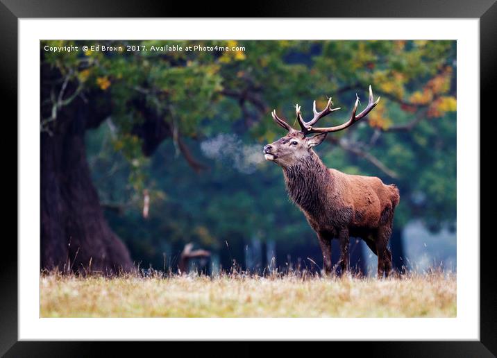 Red deer stag Framed Mounted Print by Ed Brown