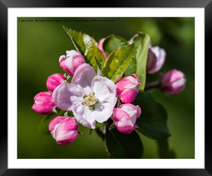 Apple Blossom Framed Mounted Print by Pete Hemington