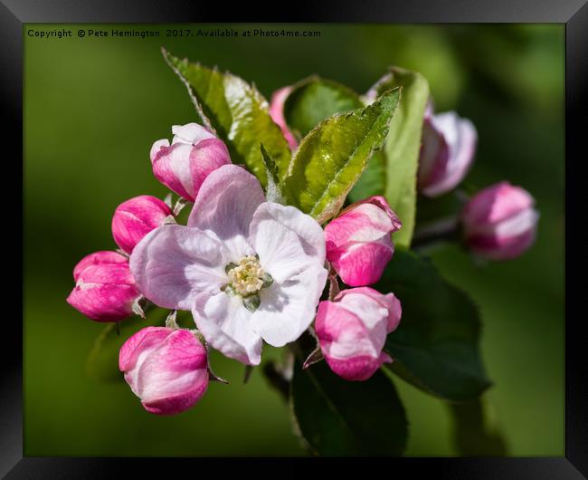 Apple Blossom Framed Print by Pete Hemington