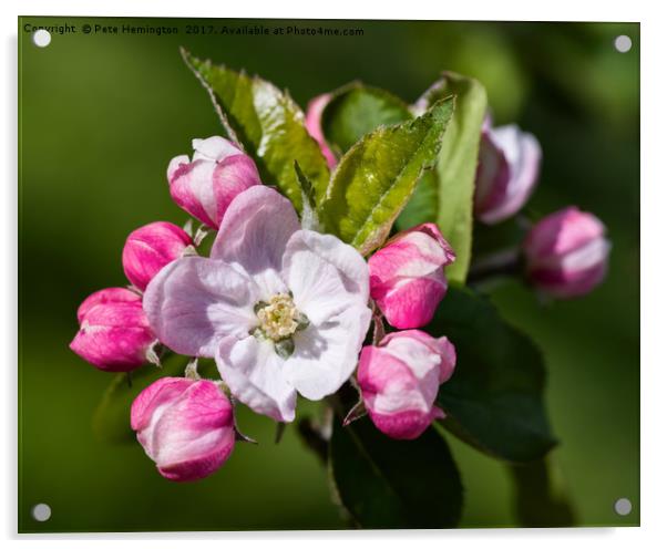 Apple Blossom Acrylic by Pete Hemington