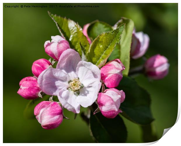 Apple Blossom Print by Pete Hemington