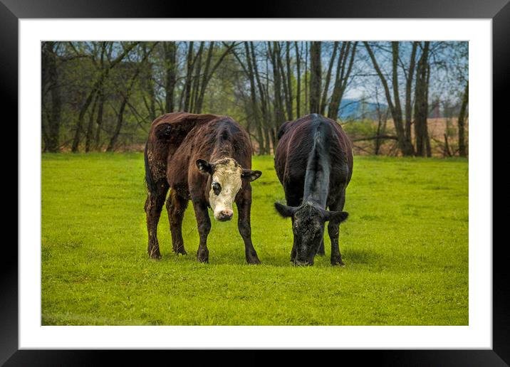 Two Of A Kind Framed Mounted Print by Sarah Ball