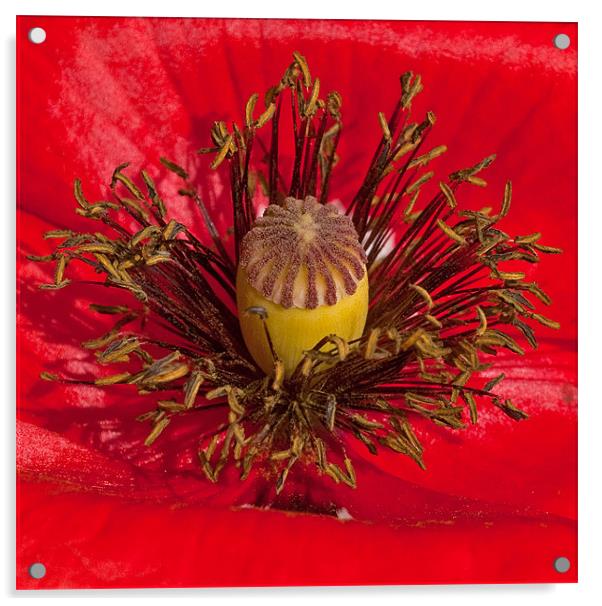 Poppy Heart Acrylic by Chris Thaxter