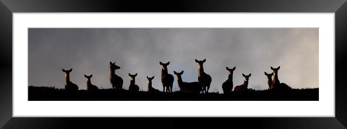 Red Deer on the Hill  Framed Mounted Print by Macrae Images