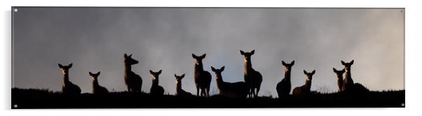 Red Deer on the Hill  Acrylic by Macrae Images
