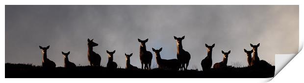 Red Deer on the Hill  Print by Macrae Images