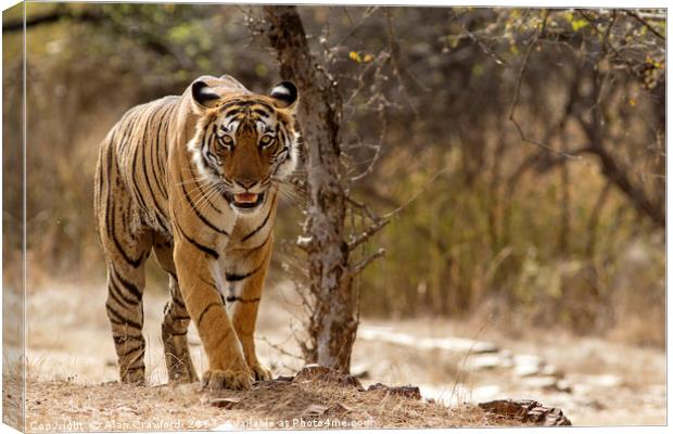 Bengal Tiger at Ranthambhore National Park, India Canvas Print by Alan Crawford