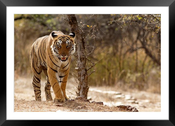 Bengal Tiger at Ranthambhore National Park, India Framed Mounted Print by Alan Crawford