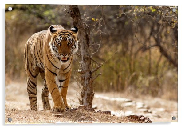Bengal Tiger at Ranthambhore National Park, India Acrylic by Alan Crawford