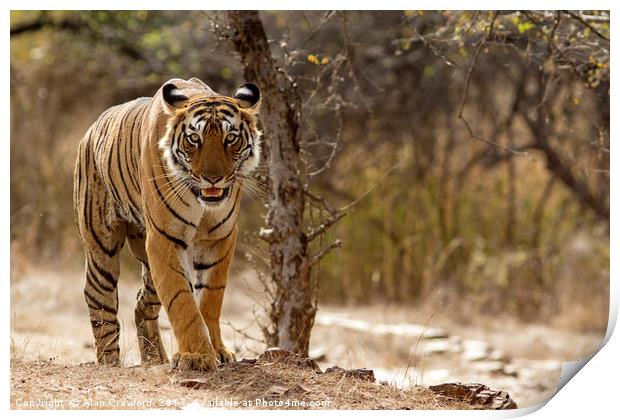 Bengal Tiger at Ranthambhore National Park, India Print by Alan Crawford