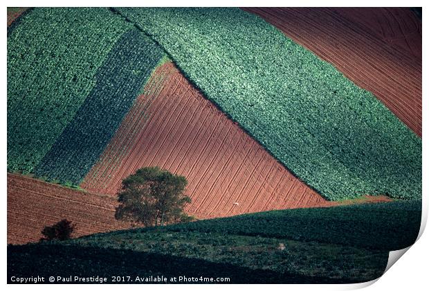 Field Pattern Landscape, Devon Print by Paul F Prestidge