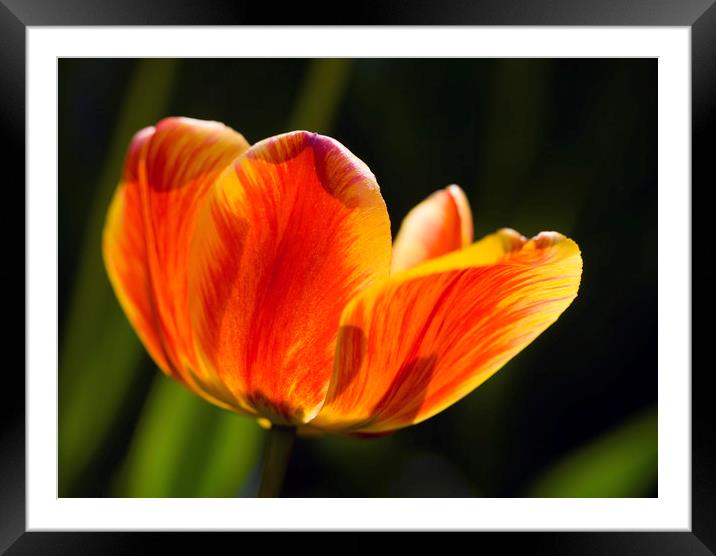 spring sunny tulip Framed Mounted Print by Olena Ivanova