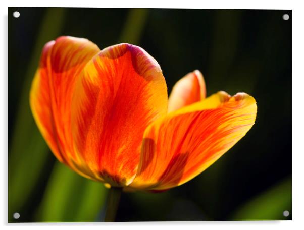 spring sunny tulip Acrylic by Olena Ivanova