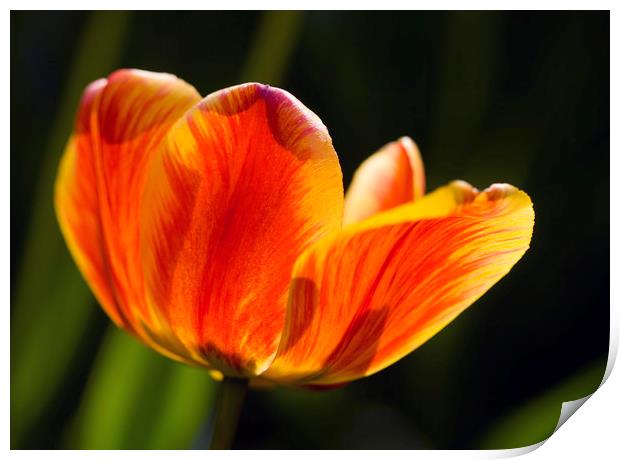 spring sunny tulip Print by Olena Ivanova