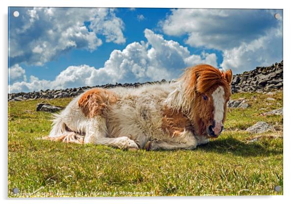 Pony under Sharpitor Tor on Dartmoor Devon  Acrylic by Nick Jenkins