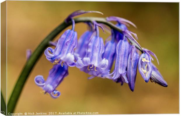 Bluebell Flowers Close Up in a woodland Canvas Print by Nick Jenkins
