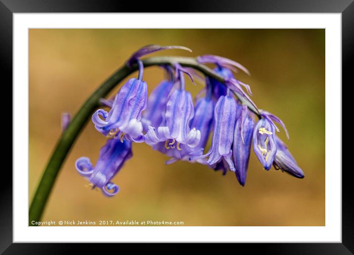 Bluebell Flowers Close Up in a woodland Framed Mounted Print by Nick Jenkins