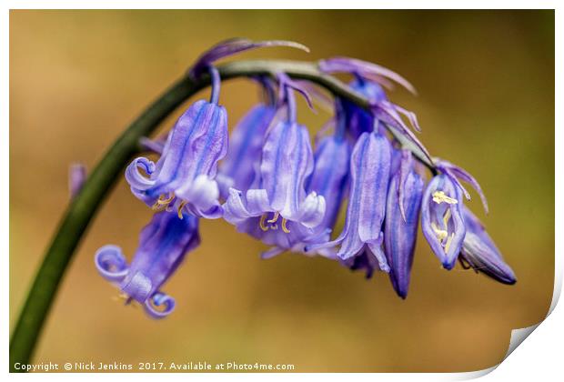Bluebell Flowers Close Up in a woodland Print by Nick Jenkins