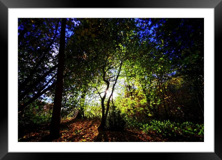 Trees with Sun Framed Mounted Print by david harding